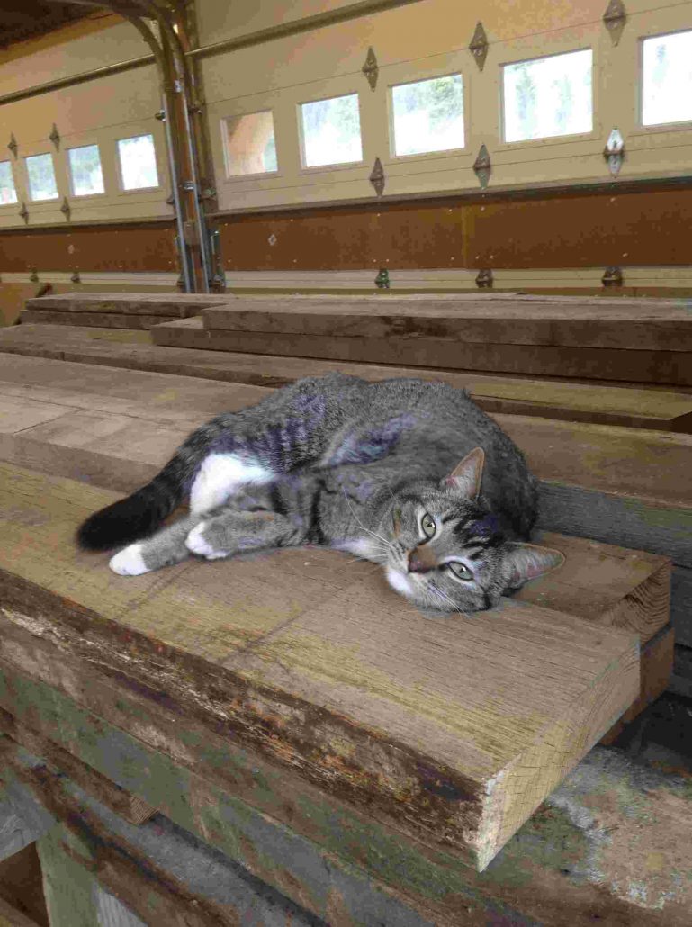 Cat sitting on a pile of wood